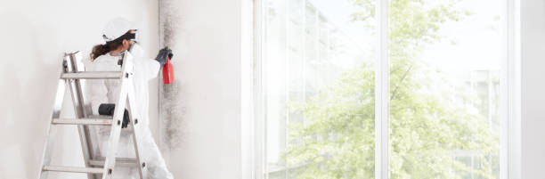 Best Post-Construction Mold Inspection  in Hampton, IL